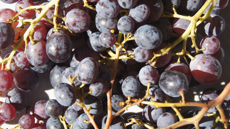 Bunches of Black Muscat grapes