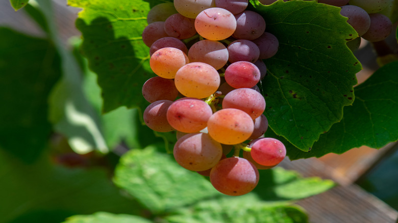 ripening Canadice grapes on vine