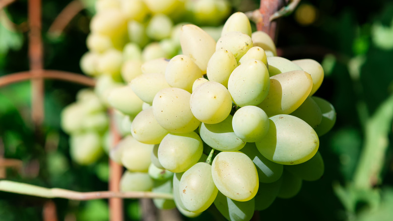 cotton candy grapes