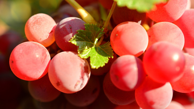 Flame Seedless grapes on vine