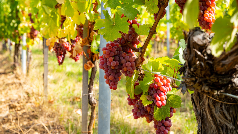 many Gewürztraminer grapes