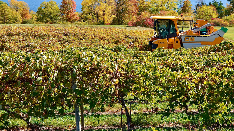 Field of Glenora grapes growing and being harvested