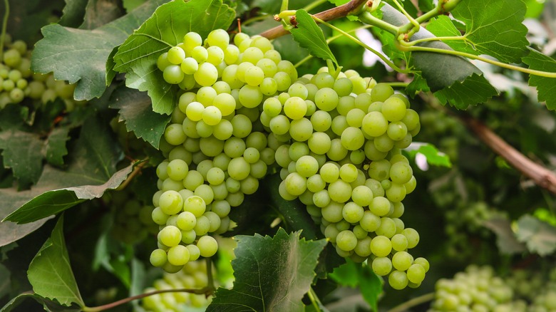 many white grapes