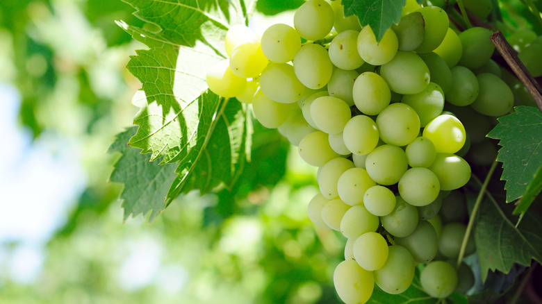 moon ball grapes
