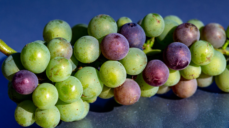 pinot noir grapes