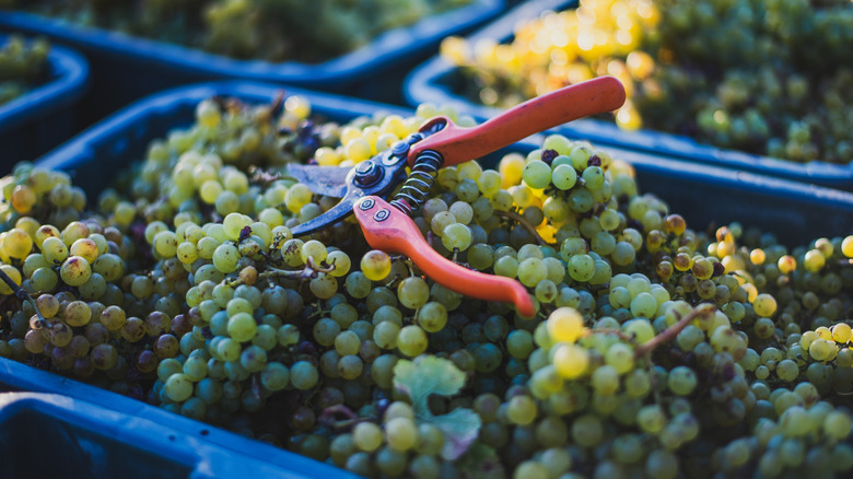 many Riesling grapes