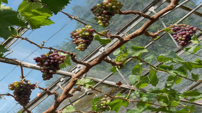 Bunches of Somerset grapes growing in a greenhouse