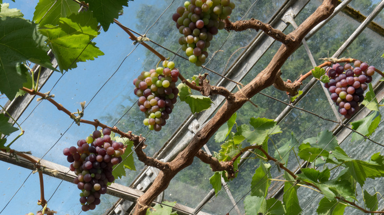 Bunches of Somerset grapes growing in a greenhouse