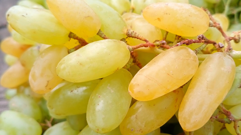 Close-up of a bunch of Tear Drops grapes