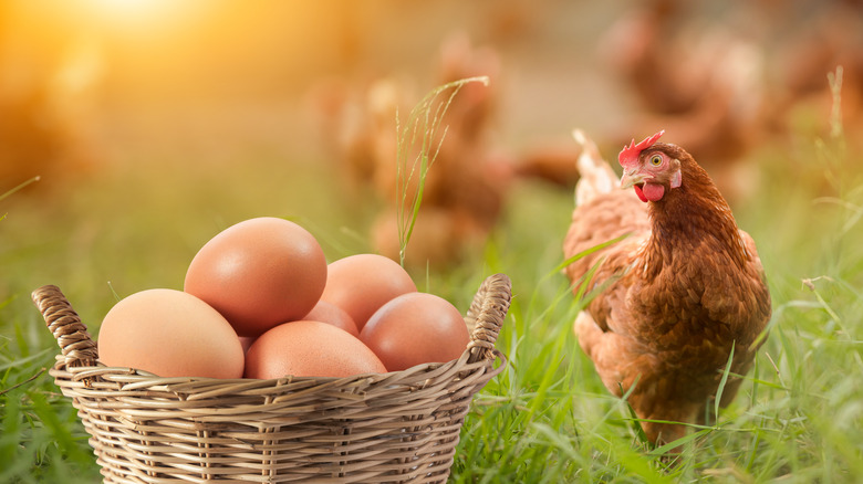 hen and basket of eggs
