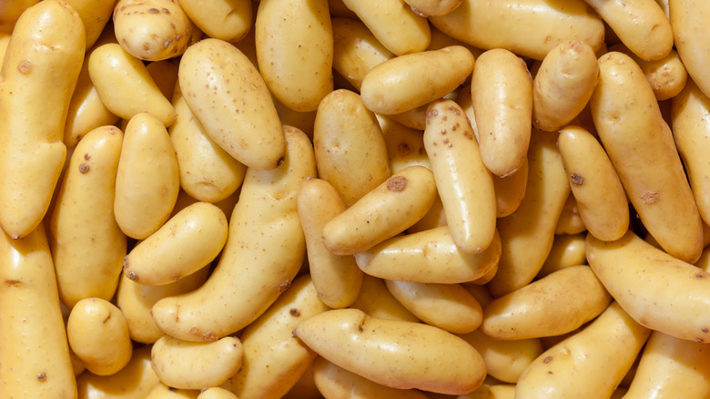 Russian banana fingerling potatoes
