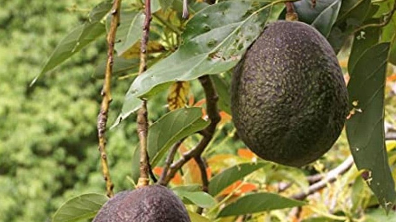 Cleopatra avocado