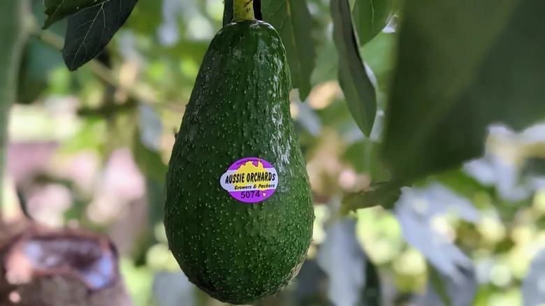 Shepard avocado on the tree
