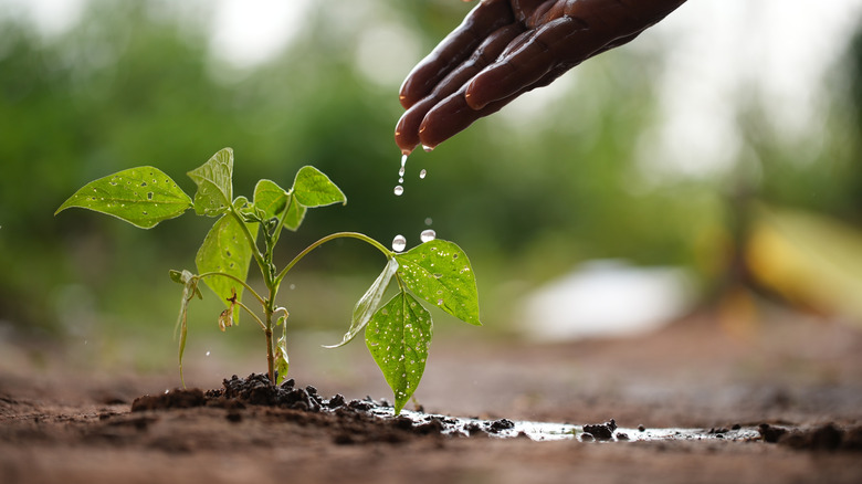 Close-up shot of a hand watering a young plant in a garden