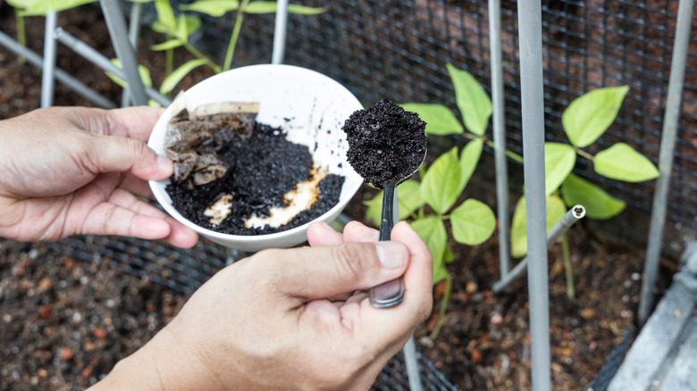 A person uses both hands to scoop used coffee grounds onto soil