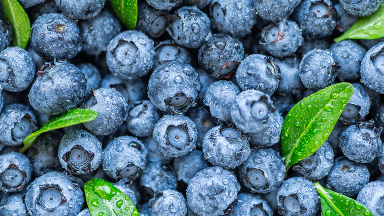 close up of fresh blueberries