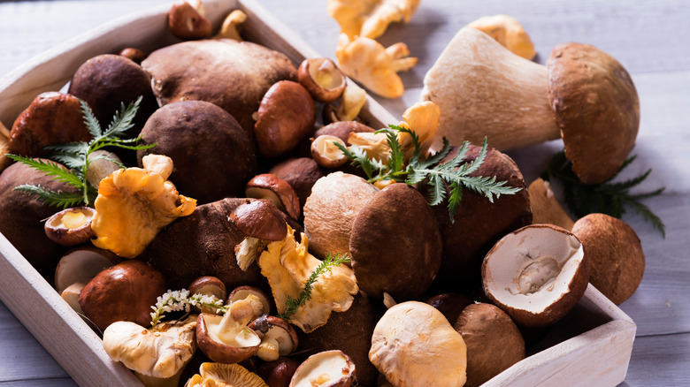mixed wild mushrooms in wooden box