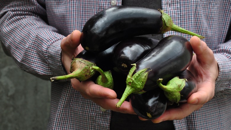 person holding eggplants