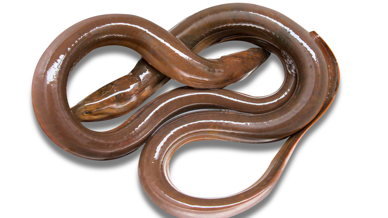 Eel in water