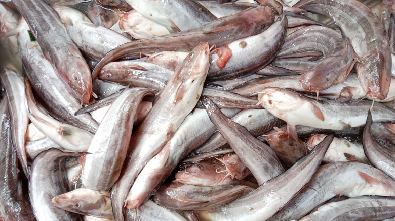 bunch of catfish