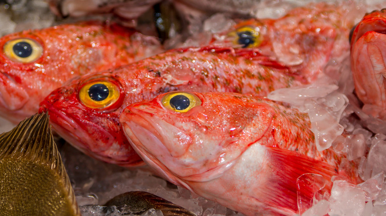 Raw orange roughy