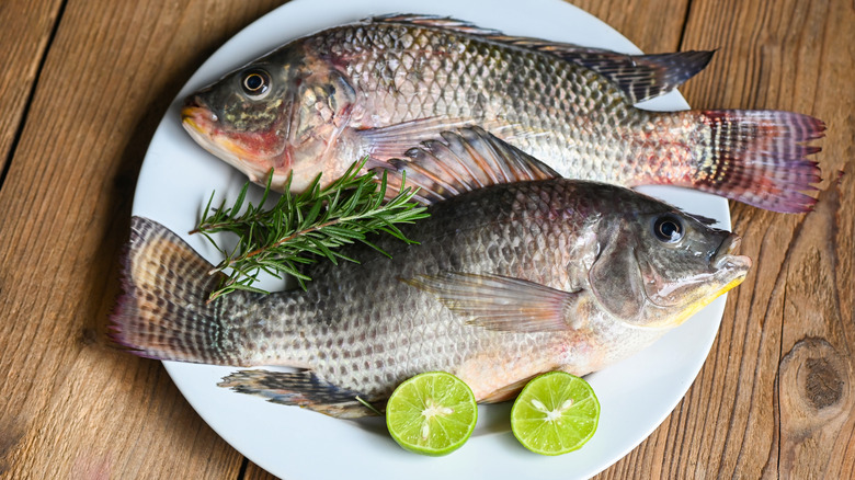 two tilapia fish
