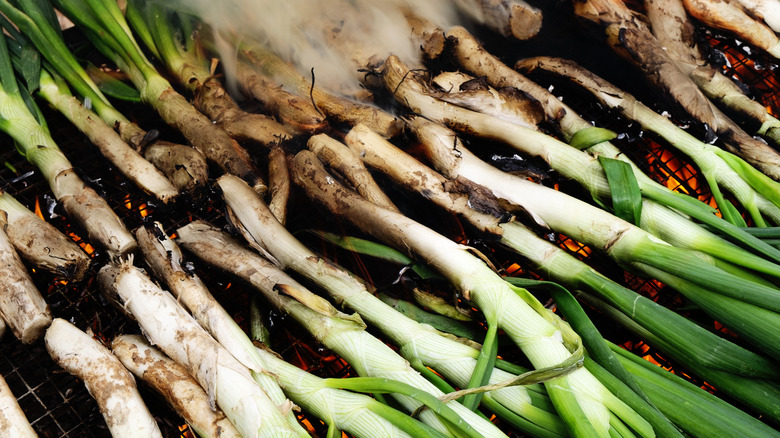 Calçots grilling in Catalonia.