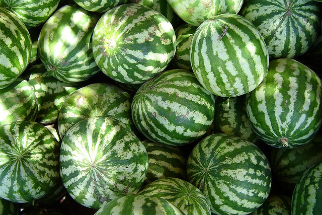 Beware of your watermelons – they might just explode.
