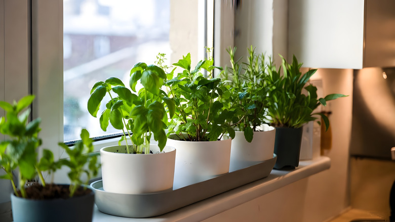 A variety of herbs by a window.