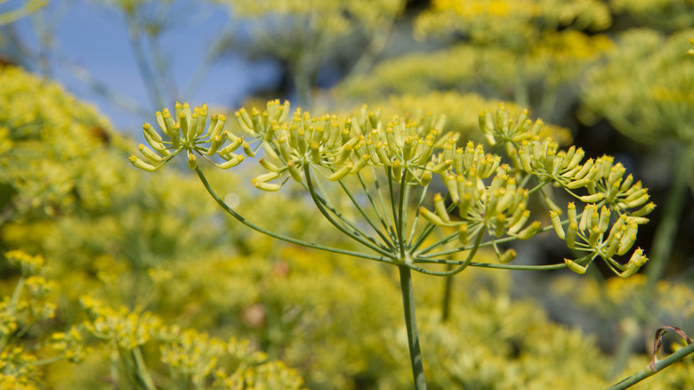 Fennel flowers growing outside.