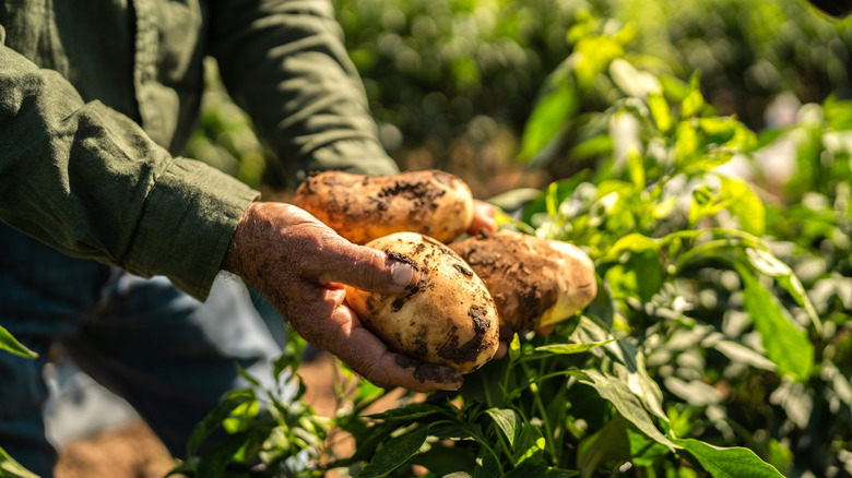 Farmer harvesting potatoes in a field.