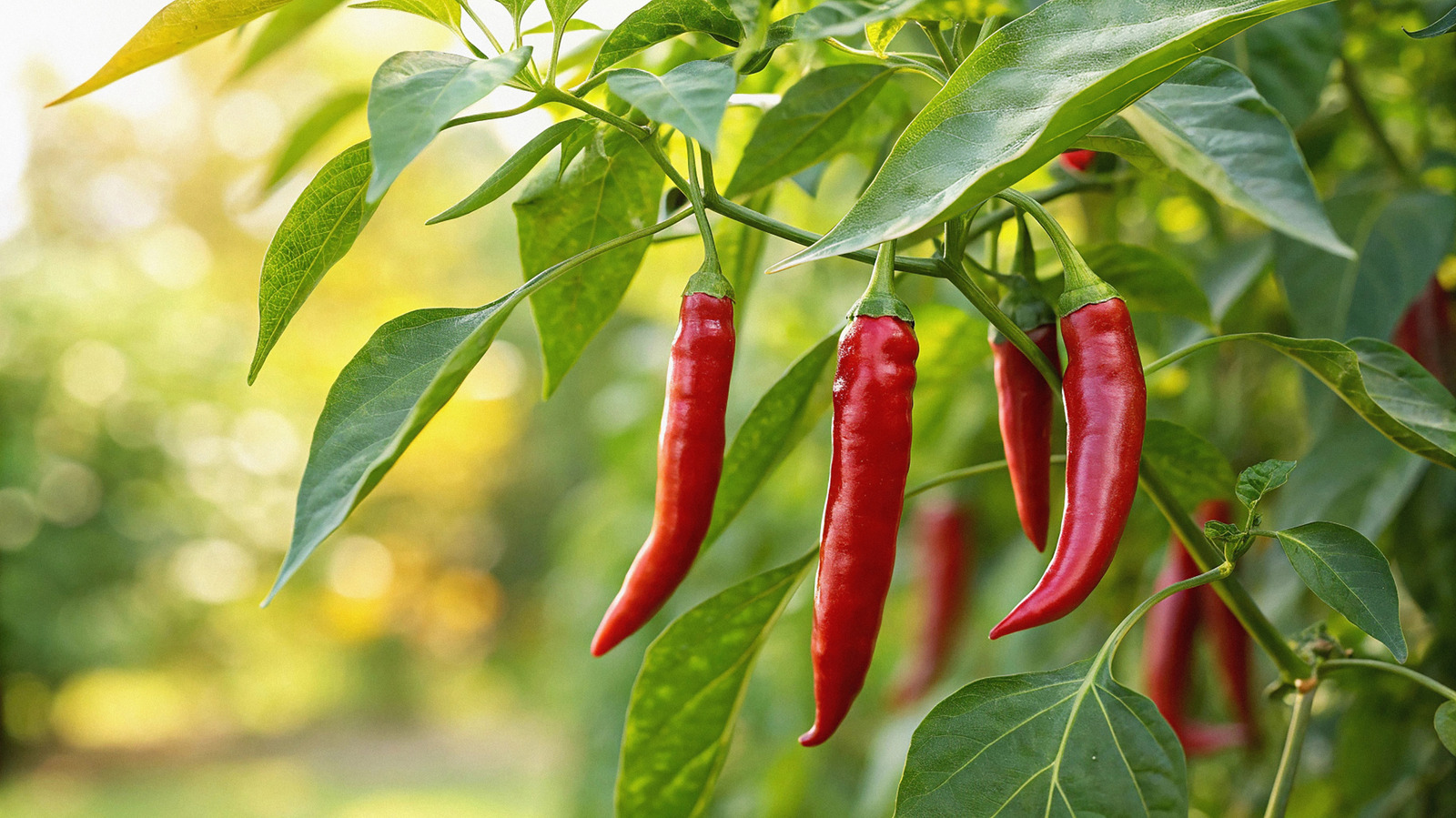 <a href="https://www.foodrepublic.com/2156122/plants-never-grow-around-peppers/" target="_blank">5 Plants You Should Never Grow Around Peppers</a>