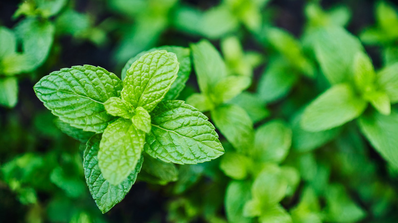 Thriving, green peppermint leaves.