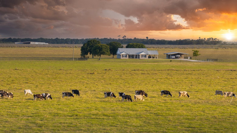 Cattle graze on an open pasture