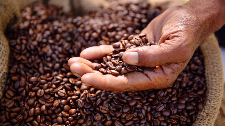 Person holding coffee beans