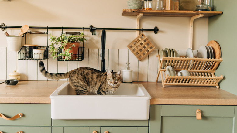 a cat in a sink in a mint green kitchen