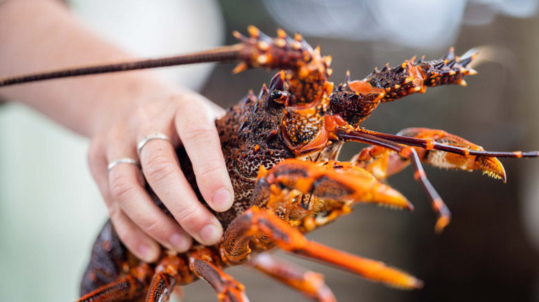 Closeup of a spiny lobster from Florida