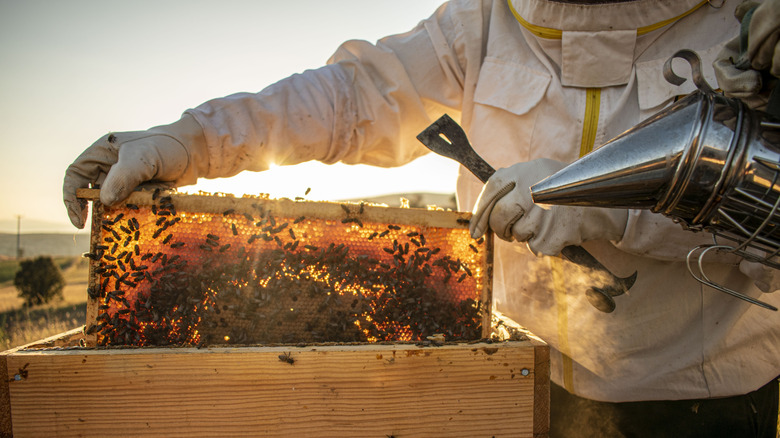 A beekeeper removing honeycomb from a hive