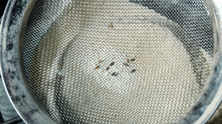 Sifted flour with bugs on the mesh