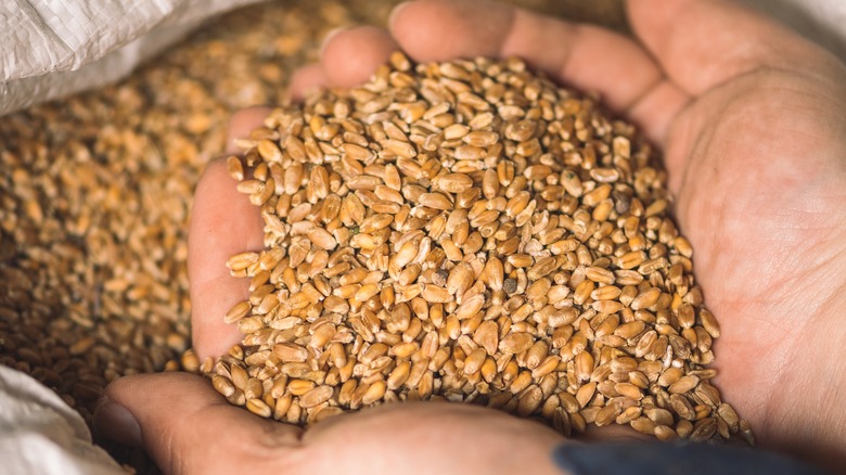 wheat grains in hands