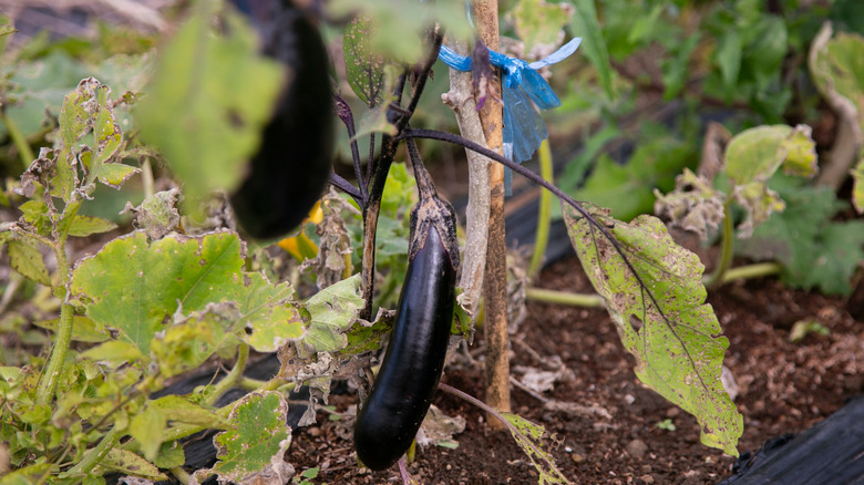 Japanese eggplant growing in a home garden