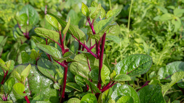 Shoots of malabar spinach emerge from the ground, with purplish stalks and large green leaves