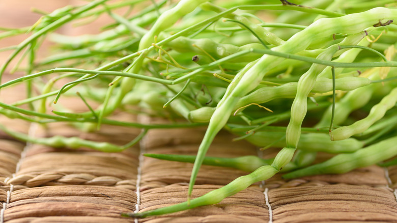 Close up of a collection of rat tail radish