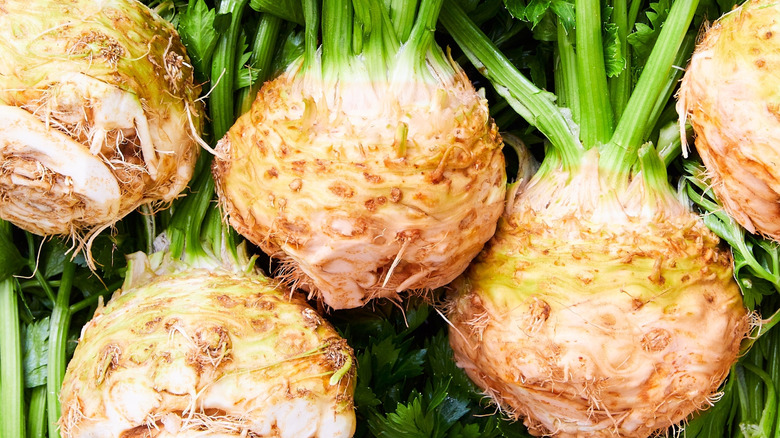 Celeriac roots with bright green stalks
