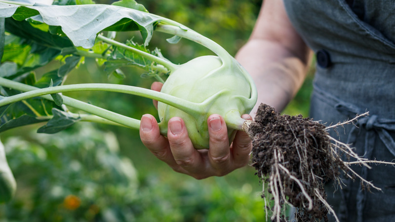 A woman holding kohlrabi in a field