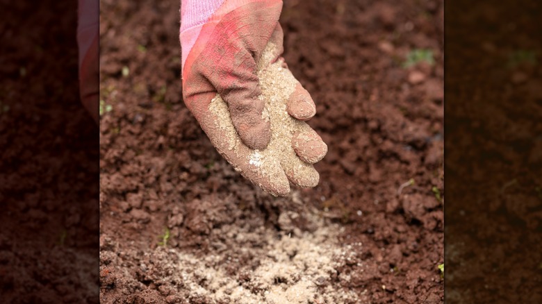 a pink gloved hand sprinkling bone meal onto soil