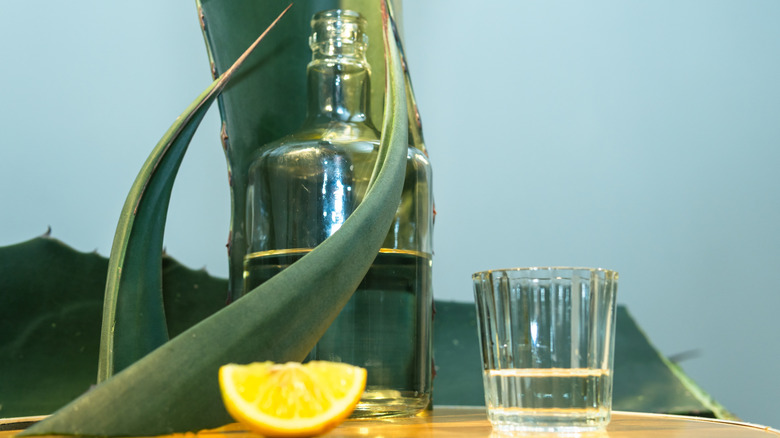 Bottle and glass of mezcal with agave leaves