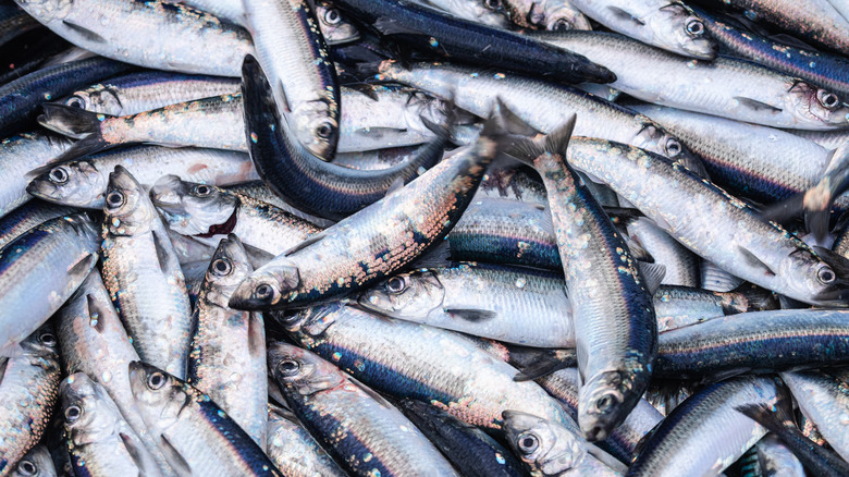 pile of freshly caught herring 