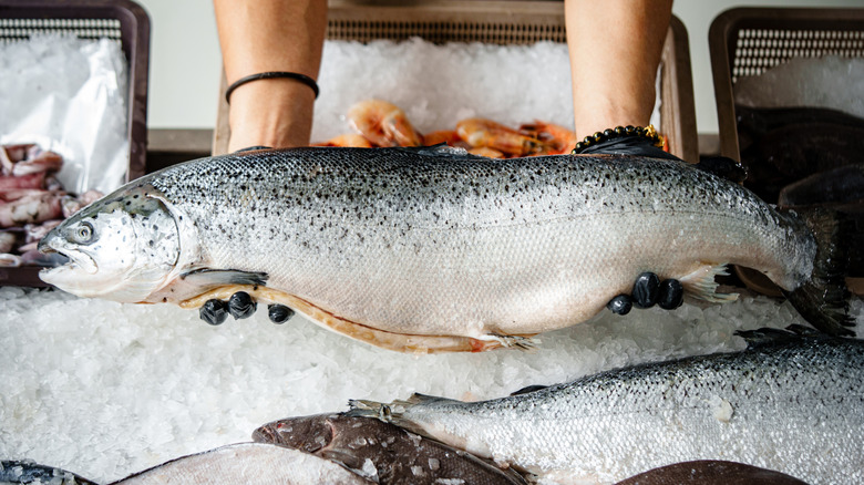 A whole, fresh salmon.
