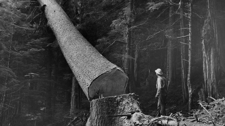 old photo of lumberjacks standing atop large pile of logs